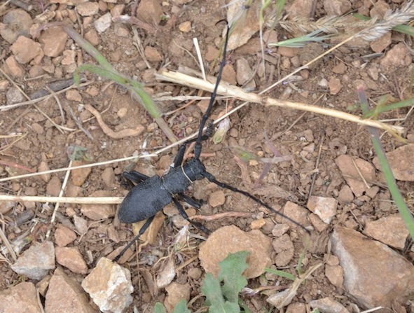 Insetto splendido da determinare:  Morimus asper (Cerambycidae)